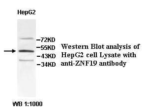 ZNF19 Antibody (aa166-446)
