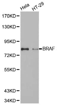 BRAF / B-Raf Antibody