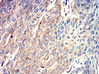 Monoclonal Mouse anti-Human ATG3 Antibody (clone 7A1D1, IHC, WB)