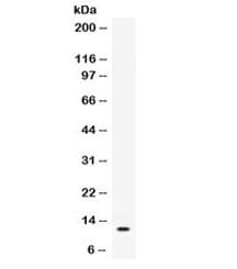 MIP2 / GRO2 / CXCL2 Antibody