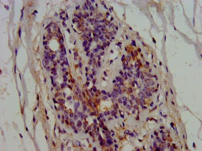 Polyclonal Rabbit anti-Human EPRS / PARS Antibody (IHC, IF, WB)