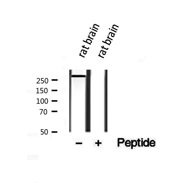PIEZO1 / FAM38A Antibody