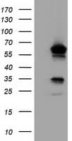 TCP11L2 Antibody (clone OTI1G3, Carrier-free)
