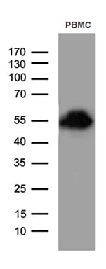 CD14 Antibody (aa20-367, clone OTI12C8, Carrier-free)