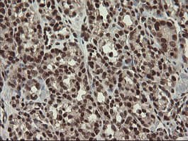 NUMB Antibody (clone OTI4F3, Carrier-free)