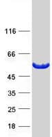 Human PIP4K2A / PIPK Protein (Recombinant Myc-DDK (Flag))