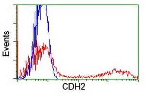 CDH2 / N Cadherin Antibody (clone OTI3B10, Carrier-free)
