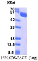 Human HSPA13 Protein (Recombinant His)