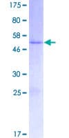 Human FAM169B Protein (Recombinant GST)