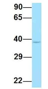 P2RY11 / P2Y11 Antibody (C-Terminus)
