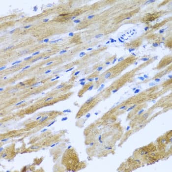 MOK / RAGE Antibody