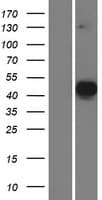 MATH2 / NEUROD6 Protein (Over-Expression Lysate Myc-DDK (Flag))