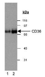 CD36 Antibody (aa100-200, DY650)