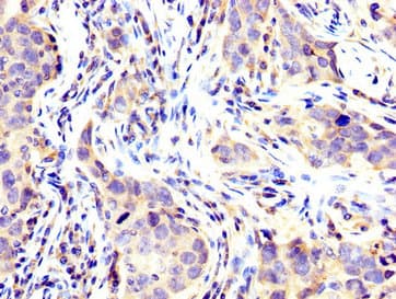 USP48 Antibody