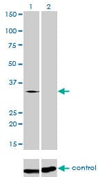 TRA2B / SFRS10 Antibody (clone 7A1)