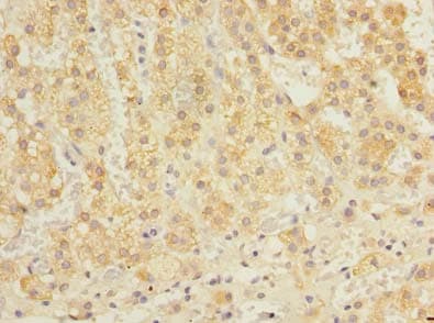 OXR1 Antibody