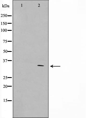 GFRA4 Antibody
