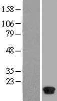 FABP7 / BLBP / MRG Protein (Over-Expression Lysate Myc-DDK (Flag))