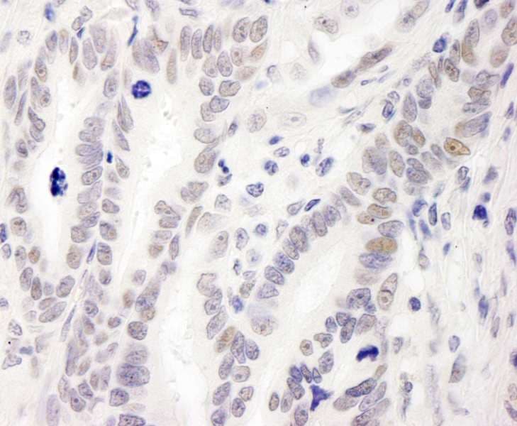 MIS12 Antibody (aa150-C-term)