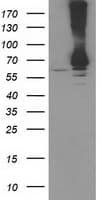 RPN1 / Ribophorin I Antibody (clone OTI2G1)