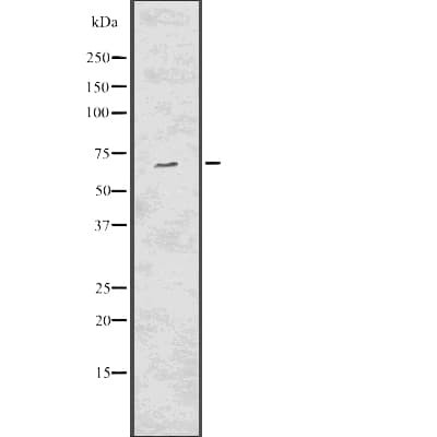 TCF7L2 / TCG4 Antibody