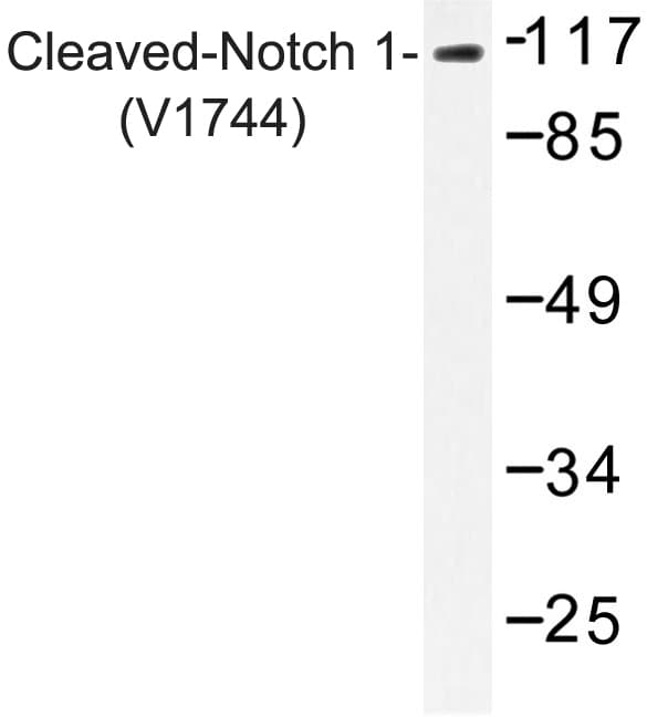 NOTCH1 Antibody (Val1754)