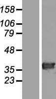 HAAO Protein (Over-Expression Lysate Myc-DDK (Flag))