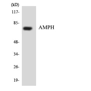 AMPH / Amphiphysin Antibody (aa119-168)