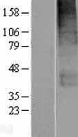SLC19A3 Protein (Over-Expression Lysate Myc-DDK (Flag))