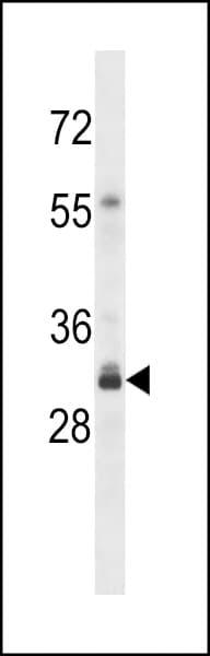 OR4F3 Antibody (aa68-96)