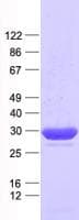 Human C11orf54 Protein (Recombinant His, N-Terminal)