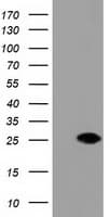 DUPD1 Antibody (clone OTI1E7, Carrier-free)