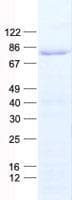 Human TCF3 / E2A Protein (Recombinant His, N-Terminal)