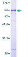Human FCHSD1 Protein (Recombinant GST)