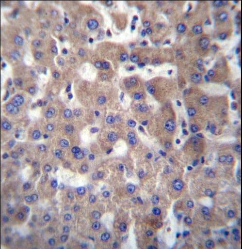 GGT2 Antibody (aa12-40)