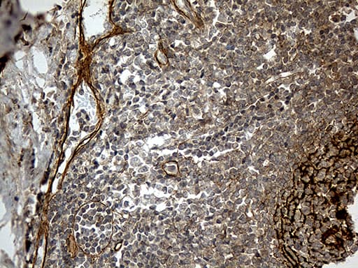 CR1 / CD35 Antibody (aa1900-2039, clone OTI2A8)