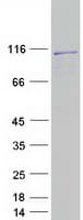 Human L3MBTL1 Protein (Recombinant Myc-DDK (Flag))