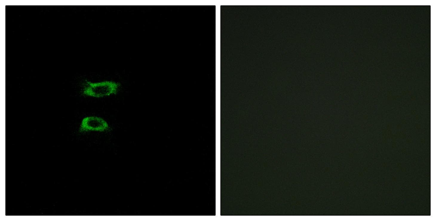 Polyclonal Rabbit anti-Human BMP8A Antibody (IF, WB)