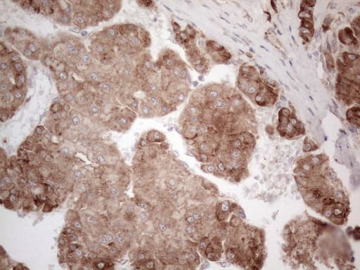 JAG1 / Jagged 1 Antibody (aa523-759, clone OTI3A10, Carrier-free)
