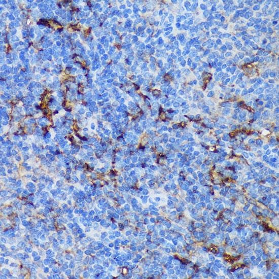 PADI4 / PAD4 Antibody