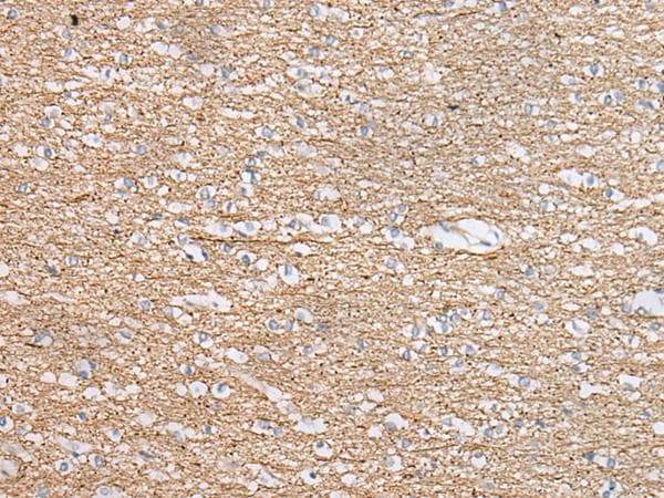 IDO2 / INDOL1 Antibody