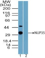 IHC-plus™ NUP35 / NUP53 Antibody (aa50-100)