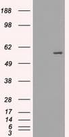 FRK Antibody (clone OTI5G4)
