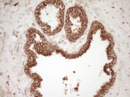 Monoclonal Mouse anti-Human CD40 Antibody (clone OTI8B8, Carrier-free, aa21-166, IHC, WB)