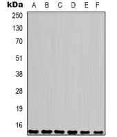 COXIV / COX4 Antibody
