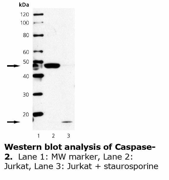 Monoclonal Mouse anti-Human CASP2 / Caspase 2 Antibody (clone 415, WB)