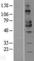 MICA Protein (Over-Expression Lysate Myc-DDK (Flag))