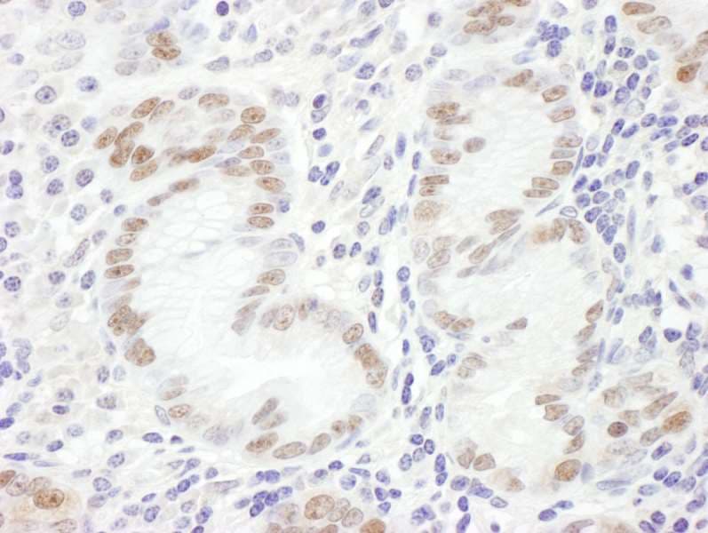 GATA4 Antibody (aa392-442)
