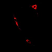 IHC-plus™ PTGES2 Antibody