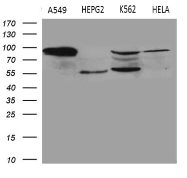 TGM2 / Transglutaminase 2 Antibody (clone OTI4H5, Carrier-free)